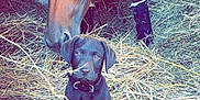 Vicky participe au concours pour gagner de l'argent avec cette photo : horse, puppy, dog, animal, stable, hay, barn, brown_horse, black_puppy, collar, farm, pet, mammal, friendship, cute, young_dog, domestic_animal, floor, chain, barn_wall