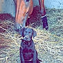 horse, puppy, dog, animal, stable, hay, barn, brown_horse, black_puppy, collar, farm, pet, mammal, friendship, cute, young_dog, domestic_animal, floor, chain, barn_wall