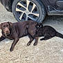 Vicky a rejoint le concours — aidez-le/la à gagner de superbes lots ! dog, cat, black_cat, brown_dog, car_tire, outdoor, animal_friendship, pet, fur, resting, ground, vehicle, wheel, close_companions, cute, mammal, laying_down, side_view, domestic_animals, nature