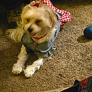 Tattertott is registered to the contest to win money with this photo: accessory, animal, blue_ball, carpet, checkered_pattern, clothing, collar, cute, denim, dog, domestic, floor, fur, indoor, lying_down, outfit, pet, red_bell, small_dog, toy