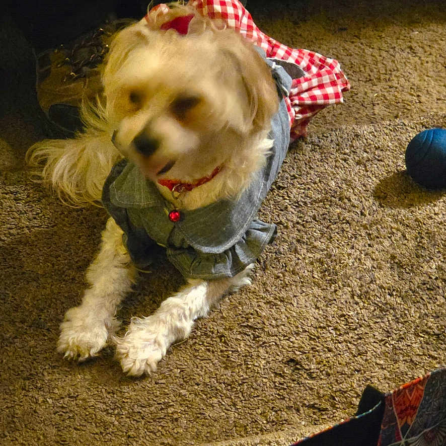 Tattertott is registered to the contest to win money with this photo: accessory, animal, blue_ball, carpet, checkered_pattern, clothing, collar, cute, denim, dog, domestic, floor, fur, indoor, lying_down, outfit, pet, red_bell, small_dog, toy