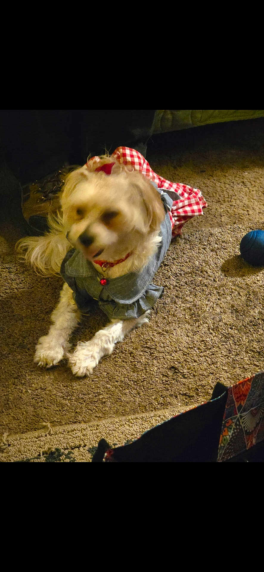 Tattertott is registered to the contest to win money with this photo: accessory, animal, blue_ball, carpet, checkered_pattern, clothing, collar, cute, denim, dog, domestic, floor, fur, indoor, lying_down, outfit, pet, red_bell, small_dog, toy