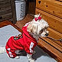 animal, bow, calm, clothing, cozy, cute, dog, domestic, dresser, furry, home, indoor, laundry_basket, mat, pet, red_hoodie, side_view, sitting, small_dog, wooden_floor