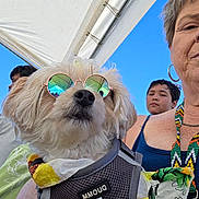 Tatter Tott is registered to the contest to win money with this photo: accessory, arm, beach_tent, blue_sky, casual_clothing, closeup, dog, harness, leash, outdoor, people, person, pet, portrait, reflection, relaxation, summer, sunglasses, sunny, white_dog