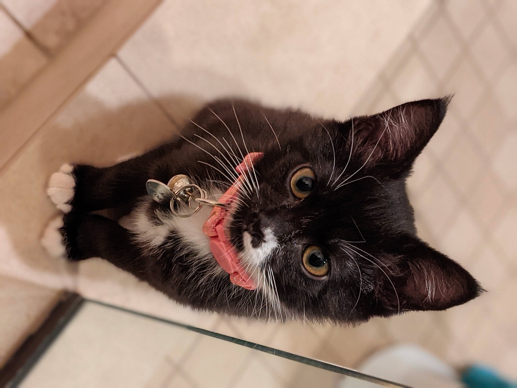 Milk Toast joined the competition — help win amazing prizes! black_cat, carnivore, cat, claw, domestic_short_haired_cat, ear, felidae, fur, handwriting, paw, pet_supply, small_to_medium_sized_cats, snout, tail, whiskers