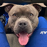 Rocco participe au concours pour gagner de l'argent avec cette photo : dog, pet, animal, canine, happy, tongue_out, ears, brown_fur, close_up, car_interior, seat, pants, blue_clothing, shoe, floor_mat, looking_up, friendly, companion, domestic_animal, portrait