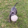 dog, ball, grass, outdoor, pet, animal, playing, mouth, fur, tail, ears, eyes, cute, nature, canine, fun, active, toy, field, daytime