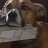 Bay is registered to the contest to win money with this photo: animal, brown_dog, calm, curious, dog, face, furniture, head, home, indoor, light, looking_away, marble_pattern, paw, pet, quiet, resting, shadow, table, window