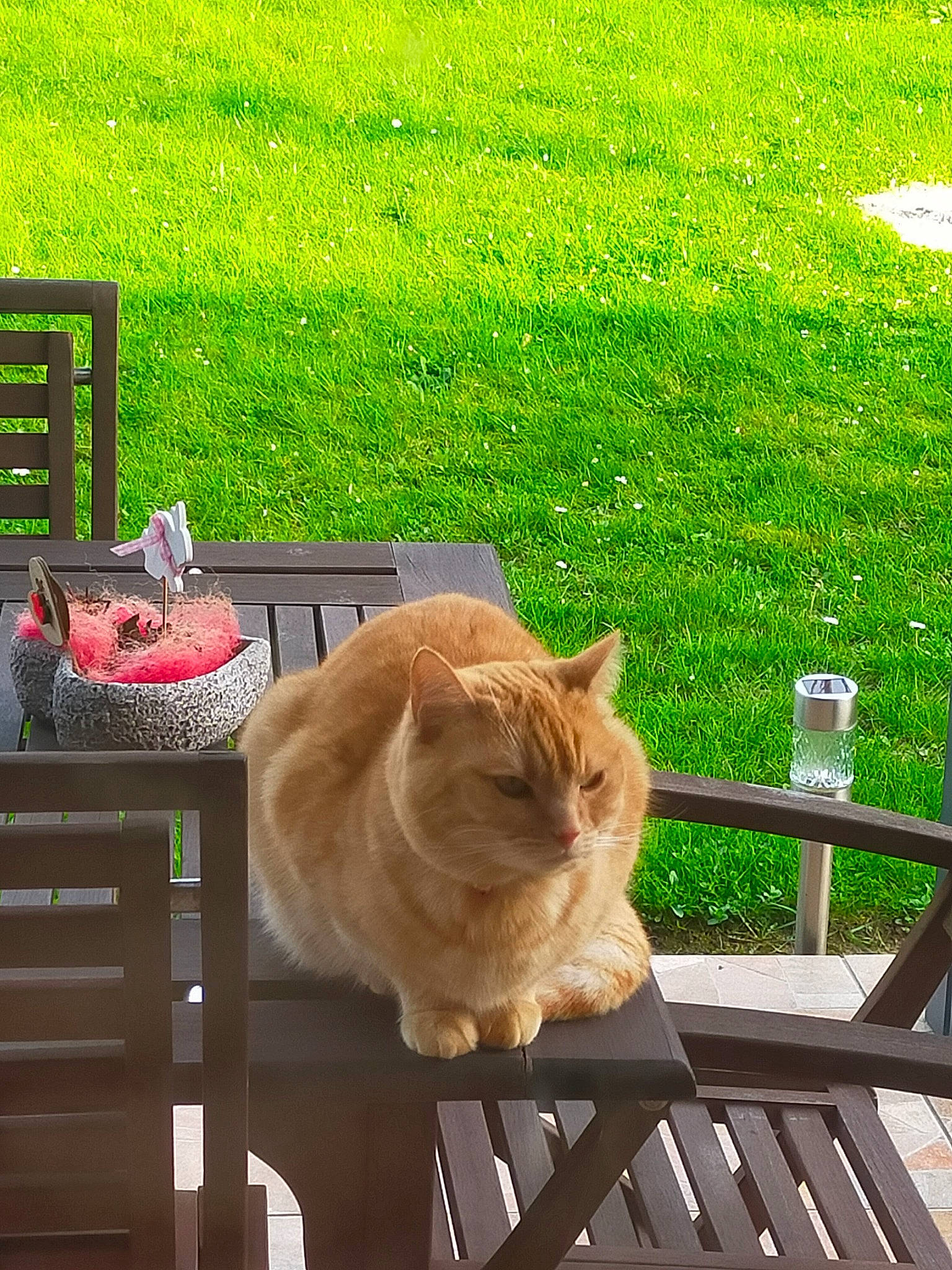 Lili participe au concours pour gagner de l'argent avec cette photo : carnivore, cat, companion_dog, fawn, felidae, fur, grass, green, hardwood, lawn, leisure, outdoor_furniture, plant, small_to_medium_sized_cats, sunlight, tail, tree, whiskers, wood, yellow
