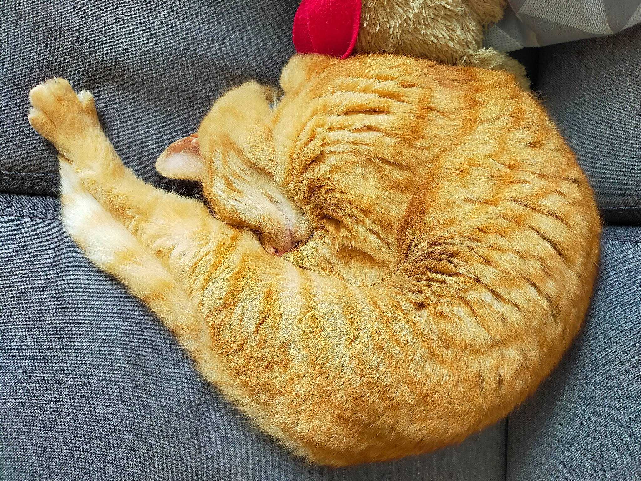 Lili a rejoint le concours — aidez-le/la à gagner de superbes lots ! canidae, carnivore, cat, cat_bed, cat_supply, comfort, companion_dog, dog_breed, domestic_short_haired_cat, fawn, felidae, fur, hat, paw, small_to_medium_sized_cats, sporting_group, tail, toy, whiskers, woolen