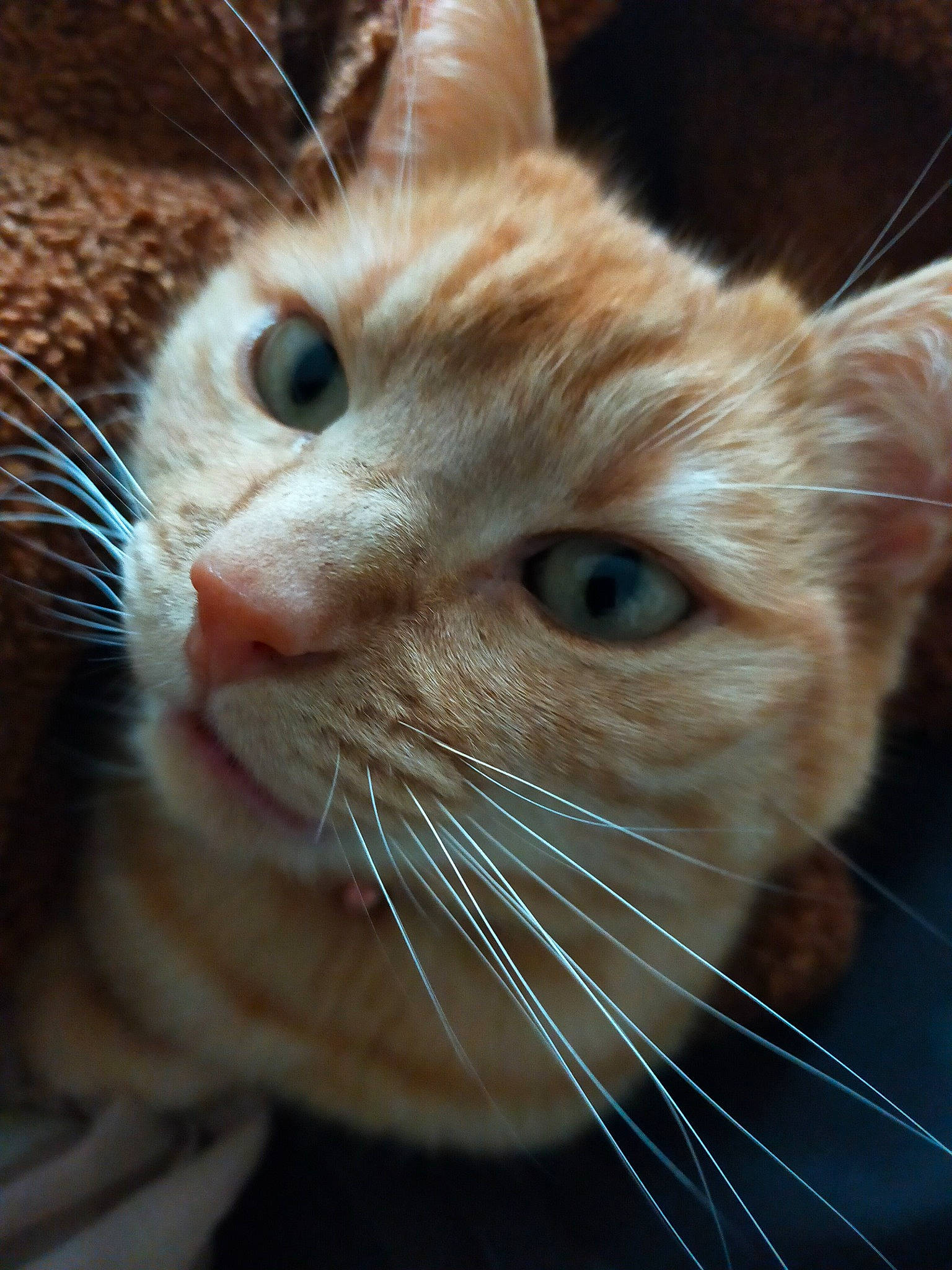 Lili a rejoint le concours — aidez-le/la à gagner de superbes lots ! carnivore, cat, close_up, comfort, domestic_short_haired_cat, ear, eye, eyelash, fawn, felidae, fur, hair, head, human_body, iris, nose, small_to_medium_sized_cats, snout, terrestrial_animal, whiskers