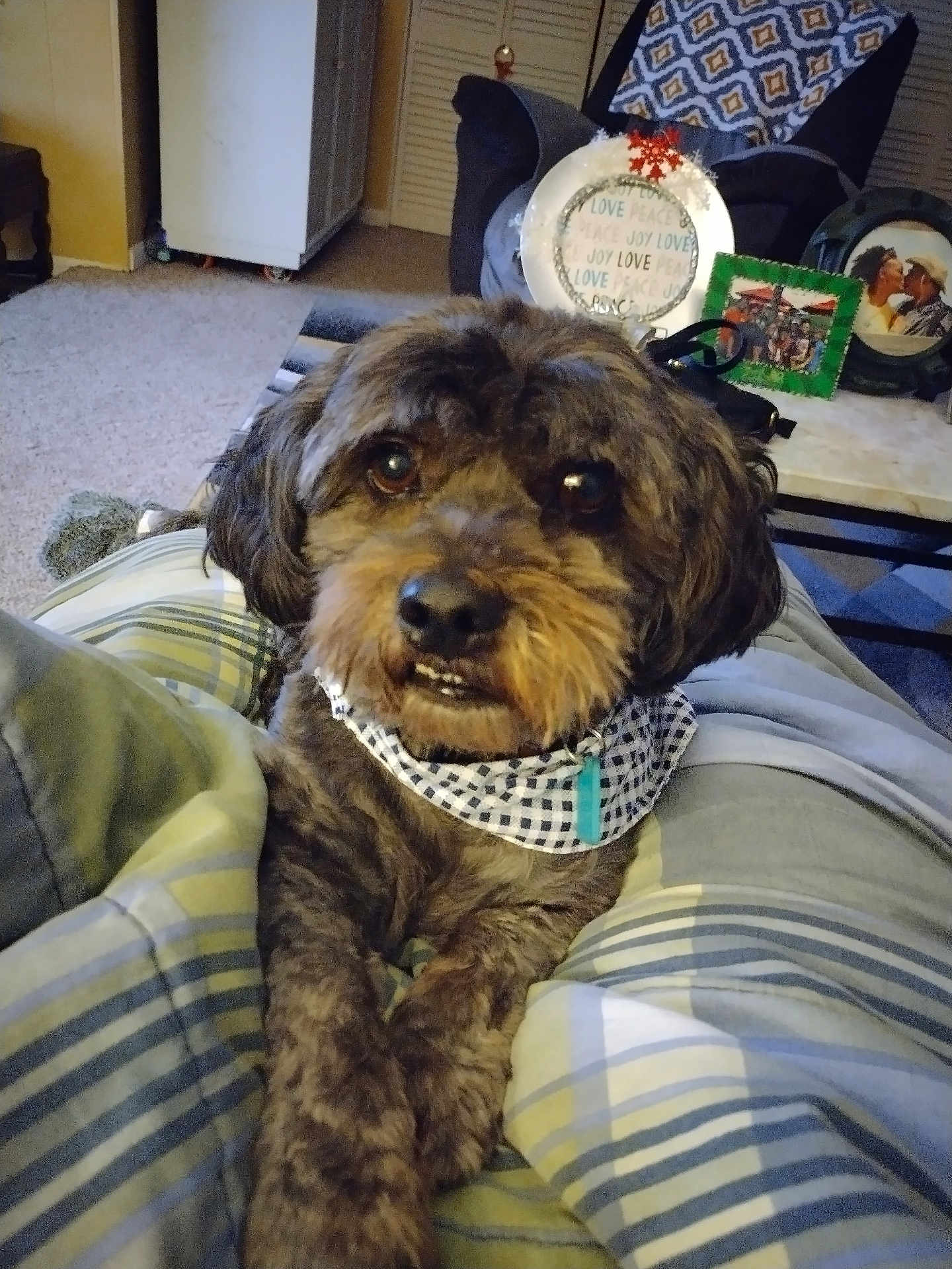 Shiloh joined the competition — help win amazing prizes! dog, pet, bandana, blanket, indoor, living_room, furniture, table, decor, photograph, cute, fur, portrait, cozy, relaxed, animal, companion, friendly, home, curious