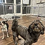 Shiloh joined the competition — help win amazing prizes! dog, indoor, wooden_floor, pet_play_area, enclosure, two_dogs, curious, playful, furry, small_dog, medium_dog, pets, animal, flooring, room, interior, fur, tail, ears, nose