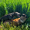 Tokyo participe au concours pour gagner de l'argent avec cette photo : dog, dogs, playing, outdoor, grass, field, sunlight, nature, pet, animal, canine, greenery, daylight, fur, two_animals, muzzle, collar, happy, active, wildlife