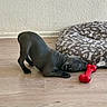 puppy, dog, black_dog, toy, red_bone_toy, dog_bed, paw_print, bone_pattern, wooden_floor, stretching, playing, indoor, pet, animal, cute, cozy, resting_area, floor, wall, domestic