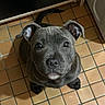 Tokyo participe au concours pour gagner de l'argent avec cette photo : puppy, dog, gray, floor, tile, kitchen, pet, animal, looking_up, ears, cute, young, indoor, small, adorable, face, sitting, whiskers, nose, tail