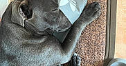 Tokyo participe au concours pour gagner de l'argent avec cette photo : dog, sleeping, gray_dog, paw, slipper, footwear, mat, tile_floor, resting, indoors, pet, closeup, paw_pad, napping, cozy, quiet, relaxed, fur, animal, companion