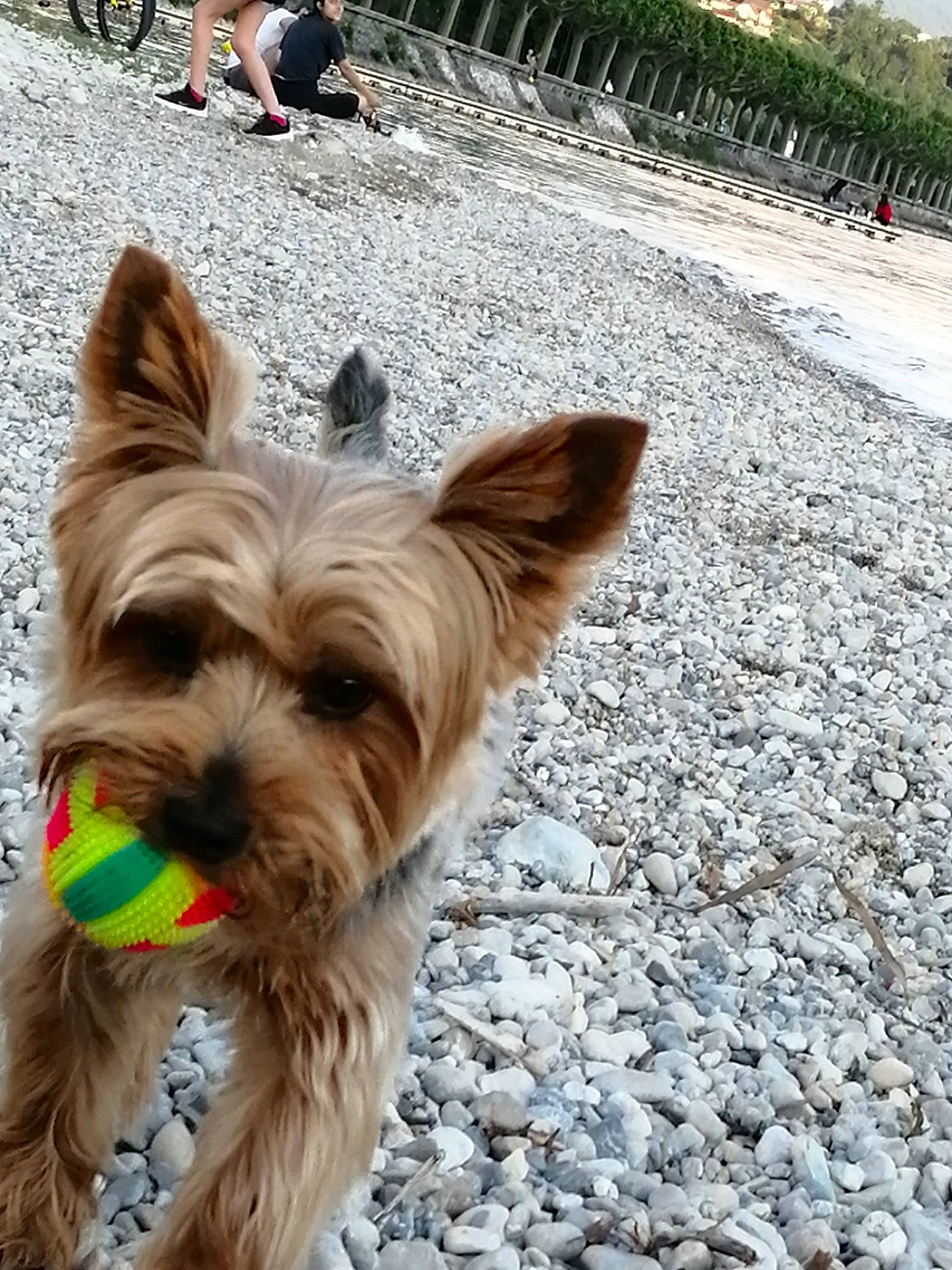 Guismo a rejoint le concours — aidez-le/la à gagner de superbes lots ! biewer_terrier, canidae, carnivore, collar, companion_dog, dog, dog_breed, dog_supply, fashion_accessory, fur, leash, liver, road_surface, shorts, small_terrier, snout, sporting_group, toy_dog, working_animal, yorkshire_terrier