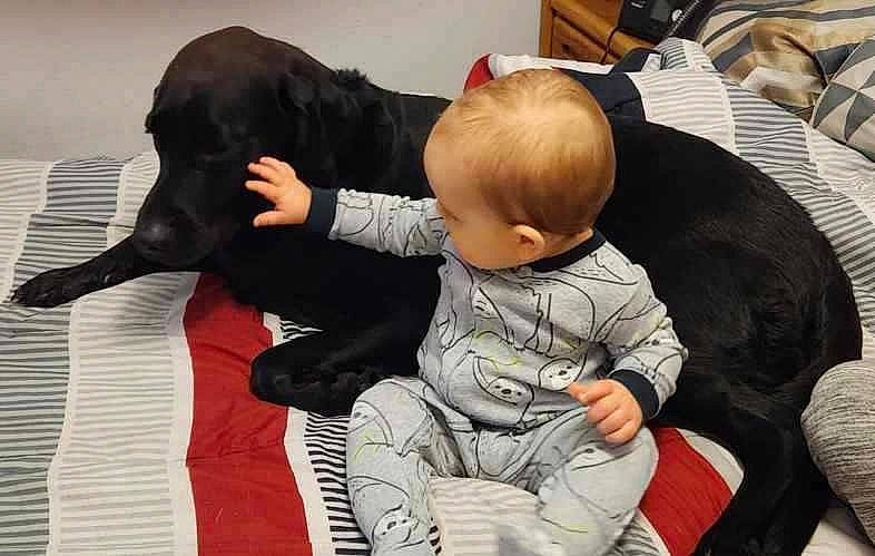 Leo joined the competition — help win amazing prizes! baby, baby_products, canidae, carmine, child, comfort, companion_dog, couch, dog, flooring, fun, fur, interaction, lap, nap, person, play, room, sitting, sporting_group