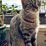 cat, tabby, animal, pet, feline, window, plant, potted_plant, greenery, indoor, natural_light, whiskers, fur, sitting, curious, closeup, portrait, domestic_animal, windowsill, houseplant