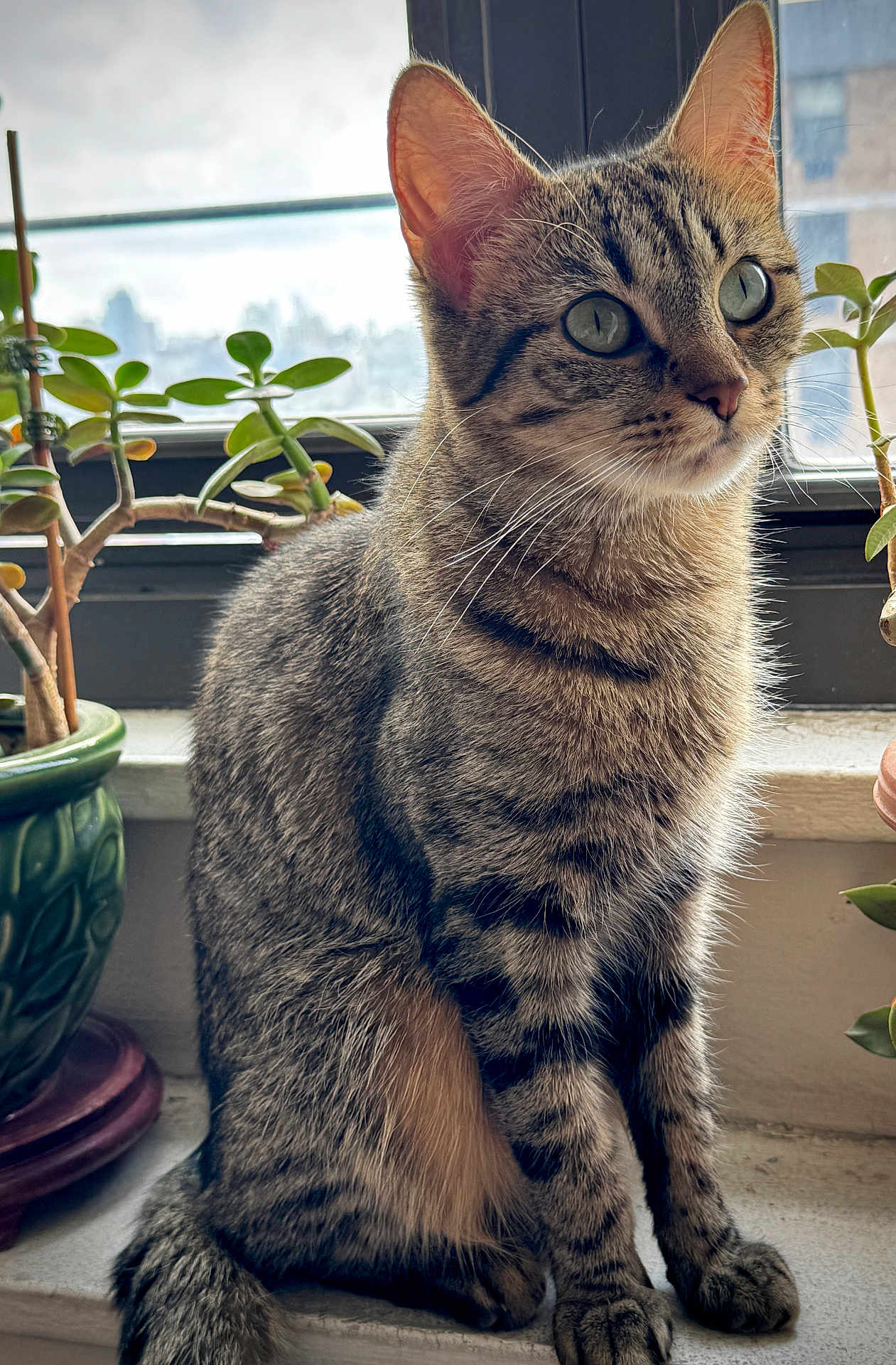 Jara