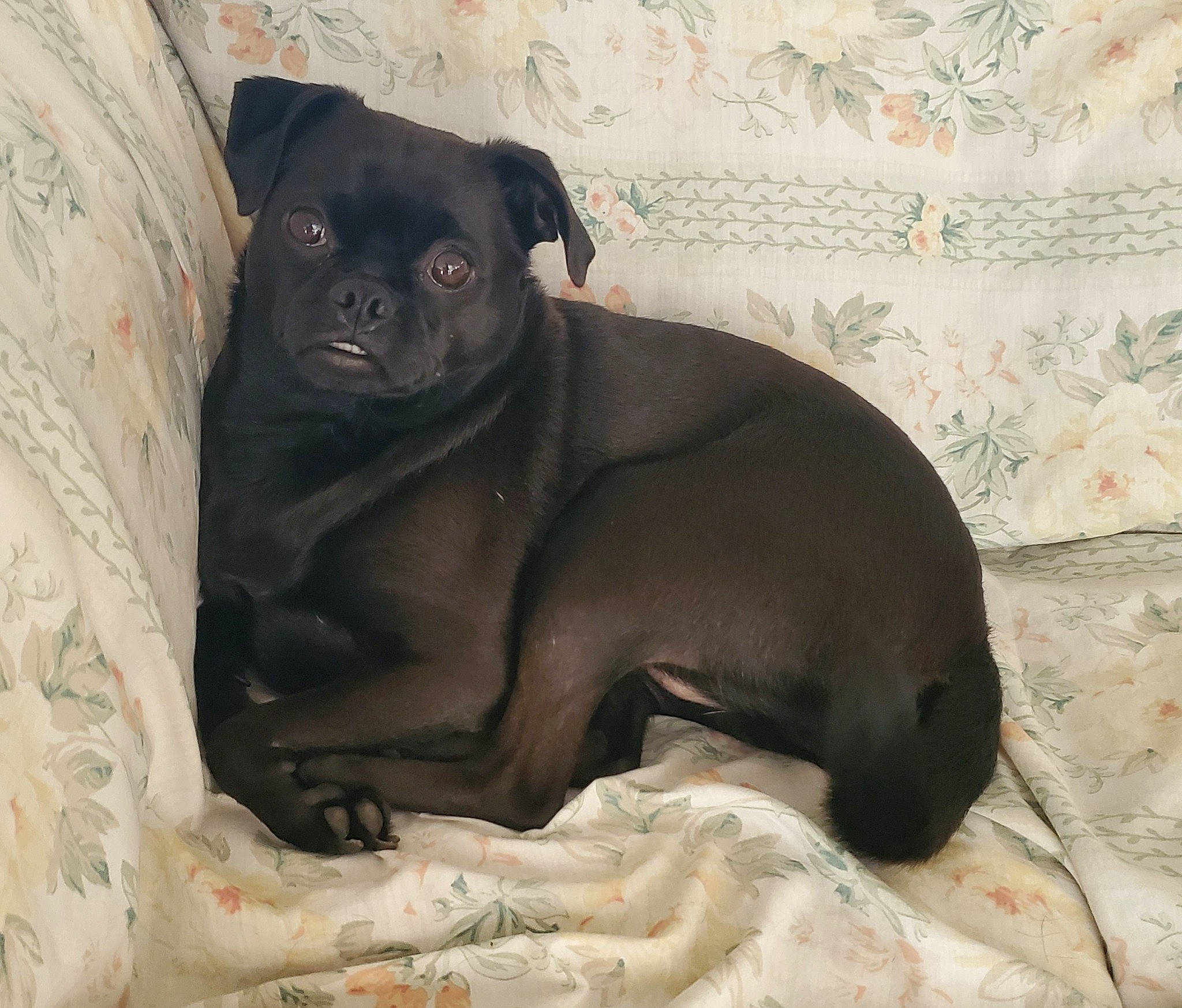 Keely is registered to the contest to win money with this photo: canidae, carnivore, comfort, companion_dog, dog, dog_breed, fawn, grey, liver, non_sporting_group, pug, puppy, sitting, snout, sporting_group, terrestrial_animal, toy_dog, whiskers, working_animal, wrinkle