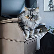 Toscane participe au concours pour gagner de l'argent avec cette photo : cat, fluffy_cat, green_eyes, furniture, cabinet, television, indoor, houseplant, decor, painting, curious, pet, mammal, fur, whiskers, ears, paws, domestic_animal, cozy, living_room