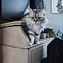 cat, fluffy_cat, green_eyes, furniture, cabinet, television, indoor, houseplant, decor, painting, curious, pet, mammal, fur, whiskers, ears, paws, domestic_animal, cozy, living_room