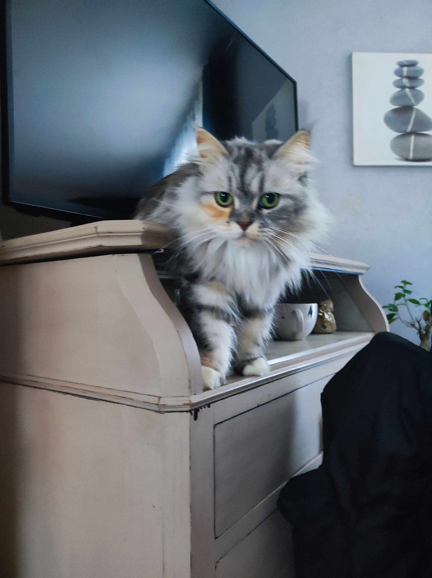 Toscane participe au concours pour gagner de l'argent avec cette photo : cat, fluffy_cat, green_eyes, furniture, cabinet, television, indoor, houseplant, decor, painting, curious, pet, mammal, fur, whiskers, ears, paws, domestic_animal, cozy, living_room