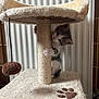 Shadow participe au concours pour gagner de l'argent avec cette photo : kitten, cat, scratching_post, cat_tree, furry, pet, indoor, toy, pom_pom, curious, small, white, gray, paw_print, climbing, cute, animal, playful, feline, cozy