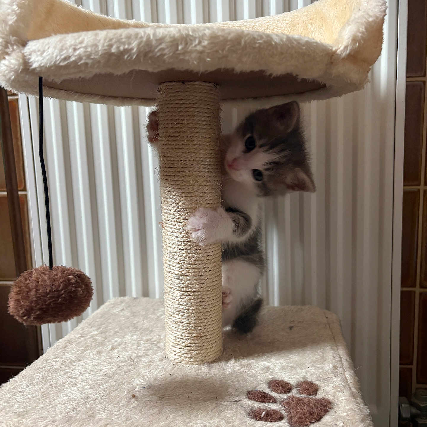 Shadow participe au concours pour gagner de l'argent avec cette photo : animal, cat, cat_tree, climbing, cozy, curious, cute, feline, furry, gray, indoor, kitten, paw_print, pet, playful, pom_pom, scratching_post, small, toy, white