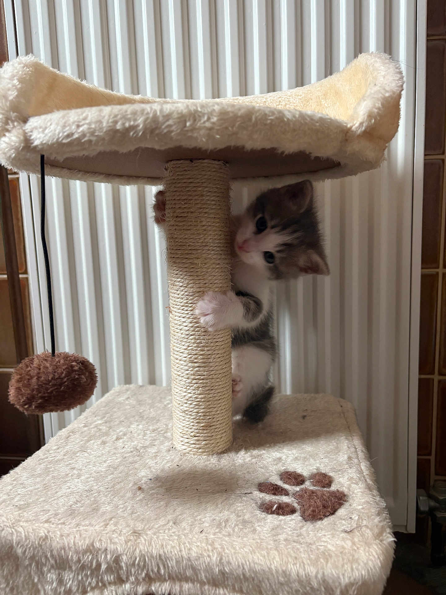 Shadow participe au concours pour gagner de l'argent avec cette photo : kitten, cat, scratching_post, cat_tree, furry, pet, indoor, toy, pom_pom, curious, small, white, gray, paw_print, climbing, cute, animal, playful, feline, cozy