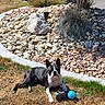 Aston a rejoint le concours — aidez-le/la à gagner de superbes lots ! dog, black_and_white_dog, outdoor, garden, lawn, grass, rock_garden, pebbles, landscaping, olive_tree, ornamental_grass, blue_ball, dog_toy, lying_down, sitting, pet, animal, sunlight, backyard, portrait