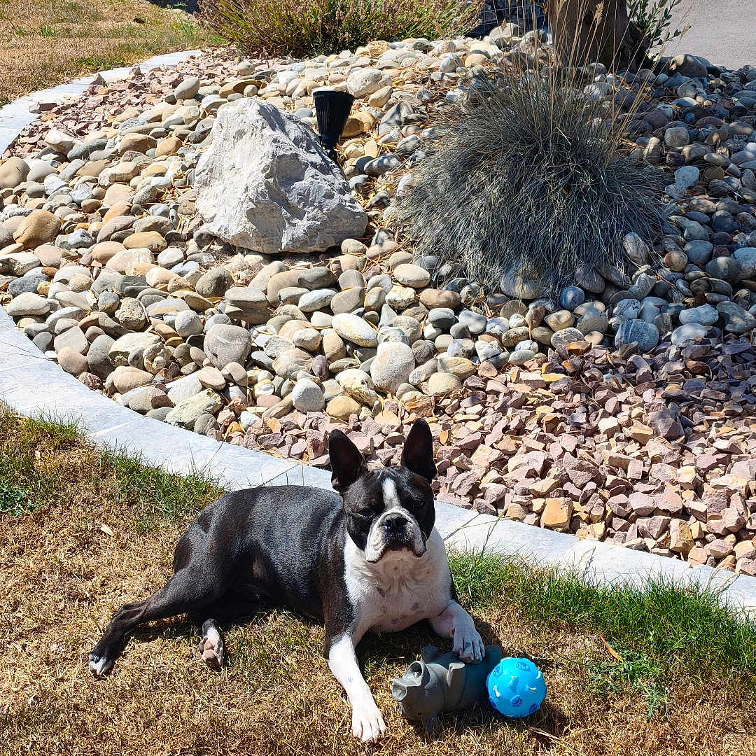 Aston a rejoint le concours — aidez-le/la à gagner de superbes lots ! dog, black_and_white_dog, outdoor, garden, lawn, grass, rock_garden, pebbles, landscaping, olive_tree, ornamental_grass, blue_ball, dog_toy, lying_down, sitting, pet, animal, sunlight, backyard, portrait