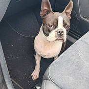 Aston a rejoint le concours — aidez-le/la à gagner de superbes lots ! dog, boston_terrier, pet, animal, car, interior, footwell, seat, dashboard, leather, black_and_white, brown, white, ears, sitting, looking_at_camera, portrait, automotive, indoors, companion