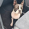 dog, boston_terrier, pet, animal, car, interior, footwell, seat, dashboard, leather, black_and_white, brown, white, ears, sitting, looking_at_camera, portrait, automotive, indoors, companion