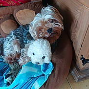 Okami participe au concours pour gagner de l'argent avec cette photo : animal, blanket, blue, brown, comfort, companion, cozy, cute, dog, floor, fur, indoor, pet_bed, plush, resting, sleepy, small_dog, stuffed_toy, toy, wooden_wall