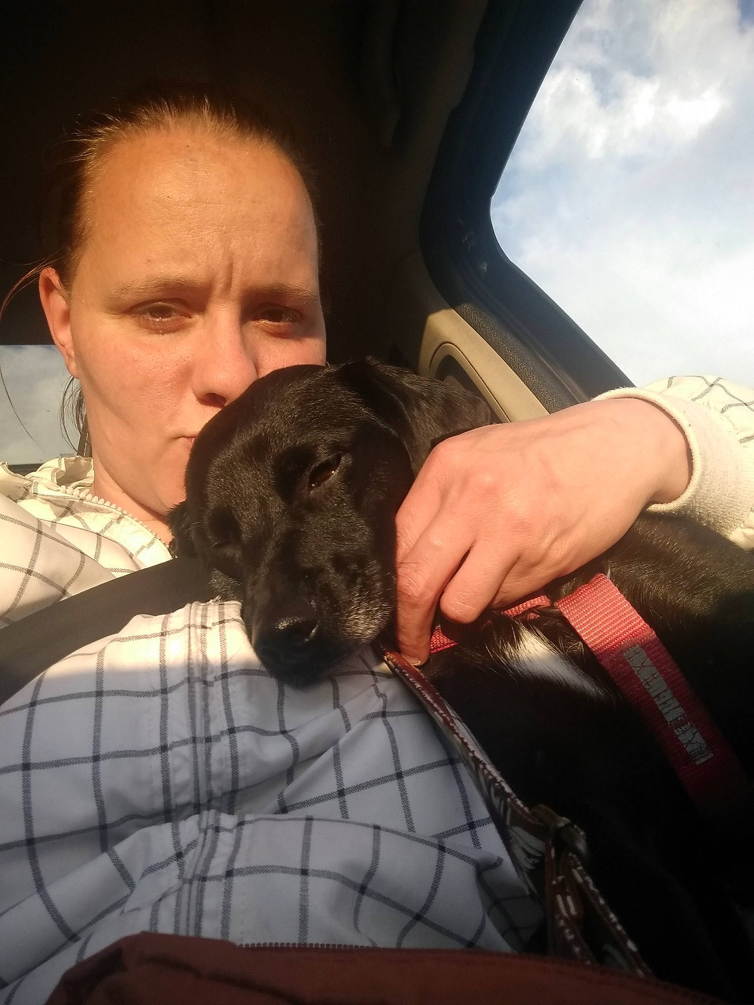 Sunsy a rejoint le concours — aidez-le/la à gagner de superbes lots ! canidae, carnivore, dog, dog_breed, fawn, person, sporting_group