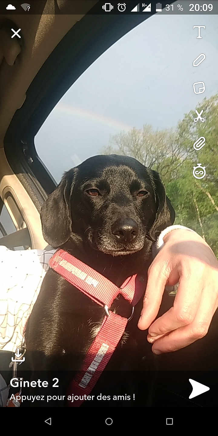 Sunsi a rejoint le concours — aidez-le/la à gagner de superbes lots ! canidae, carnivore, dog, dog_breed, hunting_dog, labrador_retriever, pointer, puppy, retriever, sporting_group