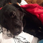 Sunsi a rejoint le concours — aidez-le/la à gagner de superbes lots ! beagador, borador, canidae, carnivore, companion_dog, dog, dog_breed, ear, flat_coated_retriever, labrador_retriever, mammal, nose, patterdale_terrier, puppy, retriever, snout, sporting_group, whiskers