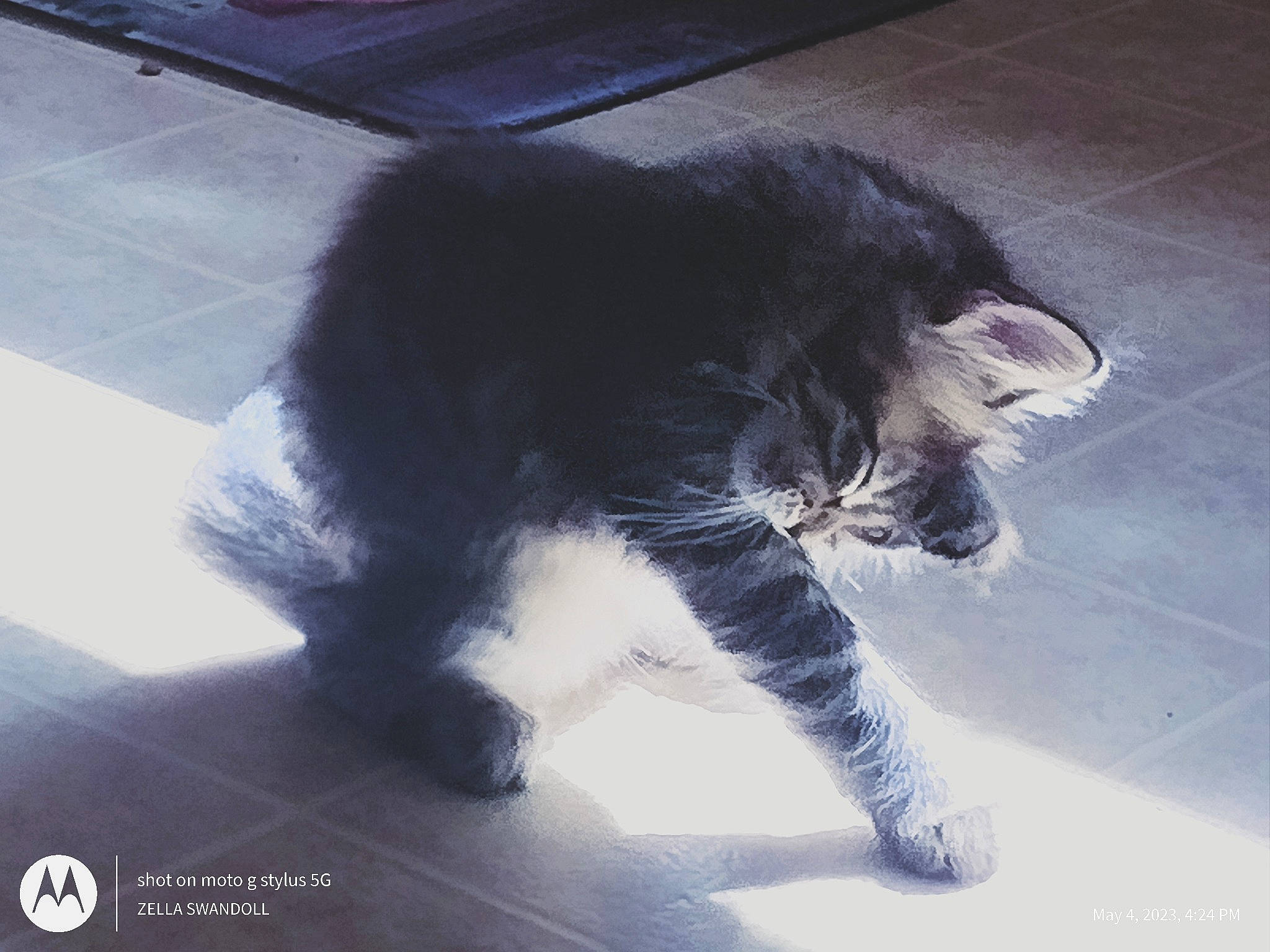 Estrella is registered to the contest to win money with this photo: black_cat, canidae, carnivore, cat, claw, cloud, dog_breed, domestic_short_haired_cat, felidae, flooring, foot, fur, human_leg, paw, small_to_medium_sized_cats, sporting_group, tail, terrestrial_animal, tints_and_shades, whiskers