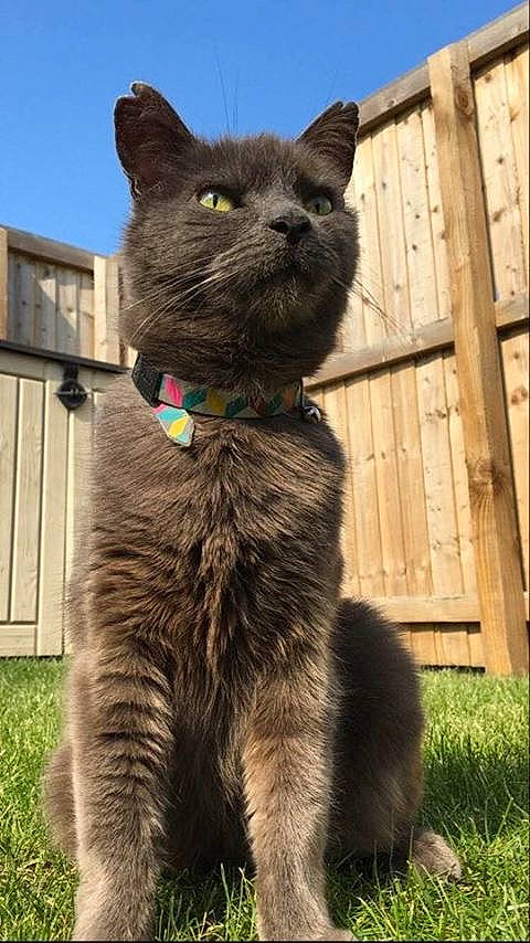 Tadeusz is registered to the contest to win money with this photo: asian, black_cat, british_shorthair, carnivore, cat, chartreux, domestic_short_haired_cat, felidae, fur, german_rex, grass, korat, mammal, nebelung, plant, russian_blue, small_to_medium_sized_cats, snout, vertebrate, whiskers