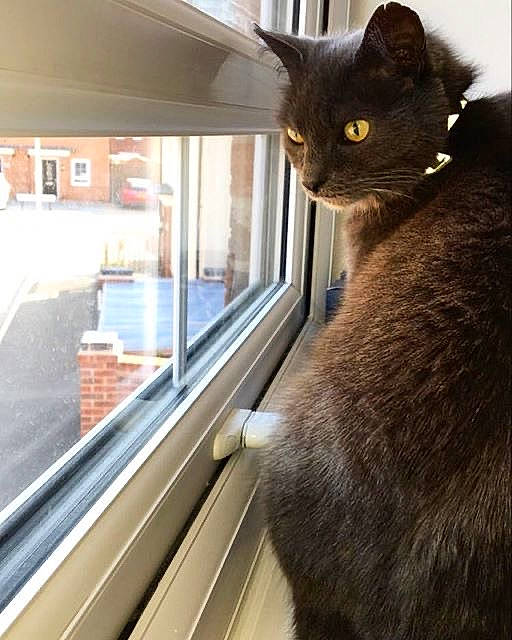 Tadeusz joined the competition — help win amazing prizes! asian, black_cat, burmese, carnivore, cat, chartreux, domestic_short_haired_cat, felidae, fur, korat, small_to_medium_sized_cats, snout, whiskers, window