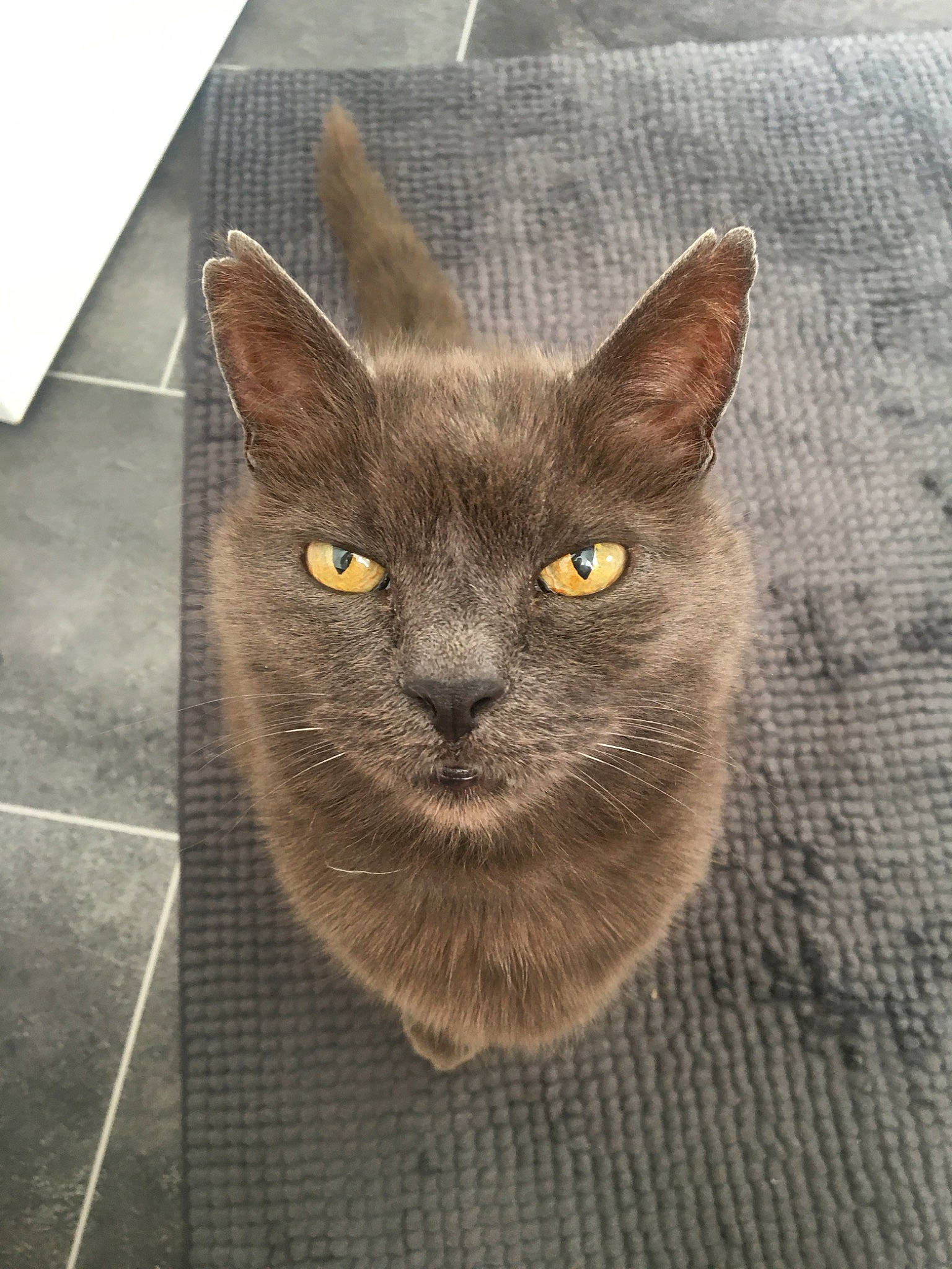 Tadeusz is registered to the contest to win money with this photo: asian, british_shorthair, burmese, carnivore, cat, chartreux, domestic_short_haired_cat, european_shorthair, fawn, felidae, german_rex, kitten, korat, mammal, nebelung, russian_blue, small_to_medium_sized_cats, snout, vertebrate, whiskers