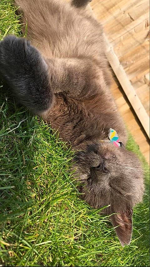 Tadeusz is registered to the contest to win money with this photo: cat, felidae, fur, grass, korat, nebelung, russian_blue, small_to_medium_sized_cats, tail