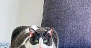 Poniyo Et Oreo participe au concours pour gagner de l'argent avec cette photo : cat, animal, pet, feline, indoor, bed, cushion, floral_pattern, collar, tag, resting, white_wall, purple_cushion, green_eyes, fur, domestic_cat, cute, relaxed, lying_down, close_up