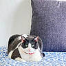 cat, animal, pet, feline, indoor, bed, cushion, floral_pattern, collar, tag, resting, white_wall, purple_cushion, green_eyes, fur, domestic_cat, cute, relaxed, lying_down, close_up