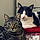 Poniyo Et Oreo