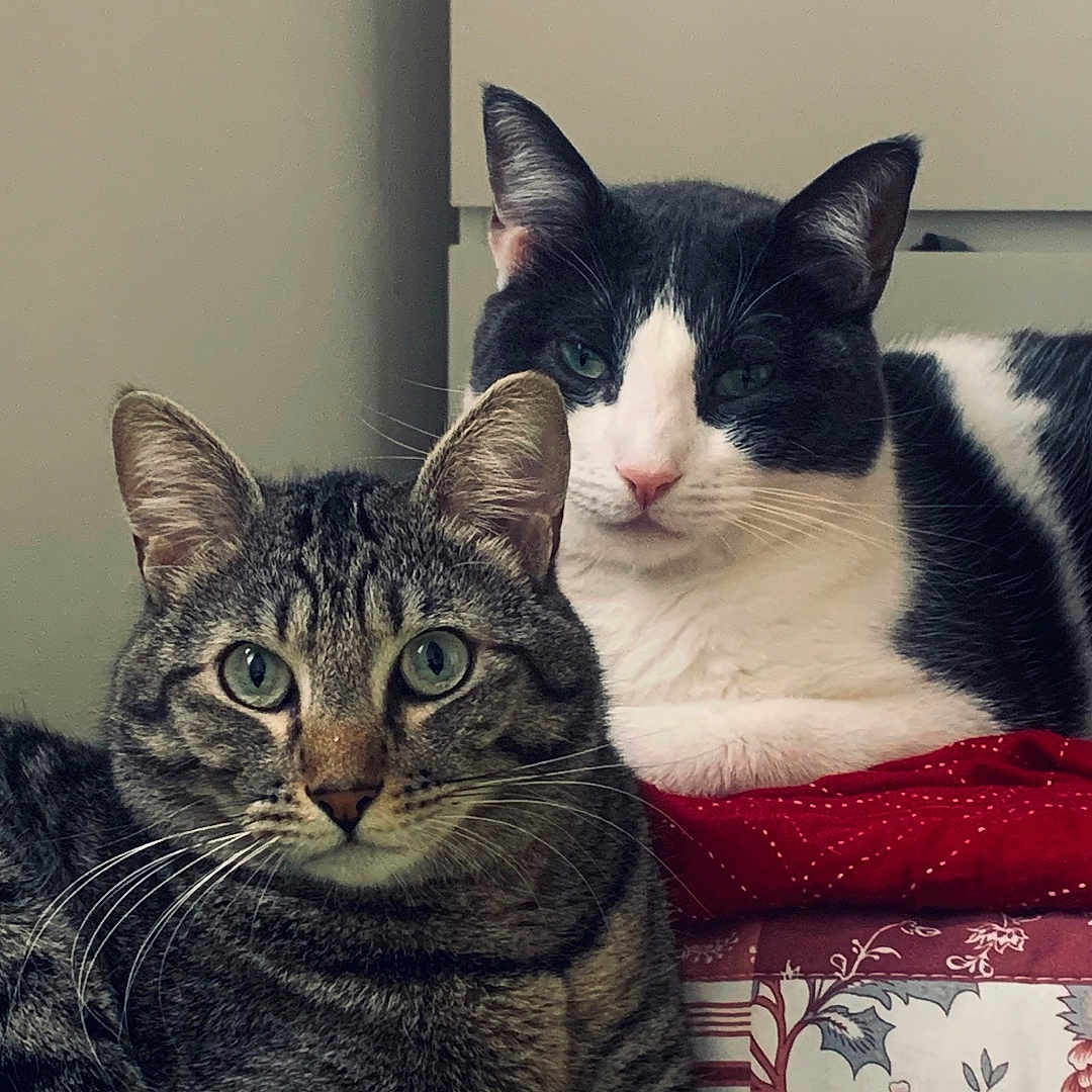 Poniyo Et Oreo