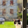 Poniyo Et Oreo participe au concours pour gagner de l'argent avec cette photo : cat, window, black_and_white, green_grass, sunlight, outdoor, animal, pet, curious, face, ears, whiskers, nature, daylight, background_blur, house, peek, looking, portrait, feline